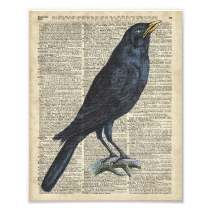 Crow Vintage Illustration auf der alten Enzyklopäd Fotodruck