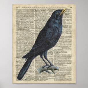 Crow Vintage Illustration auf der alten Enzyklopäd Poster