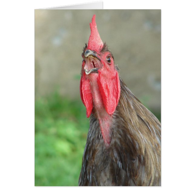 Crowing Blue Roo (Vorne)