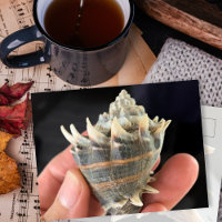 Crown Conch Meeresschnecke Fotografie Postkarte