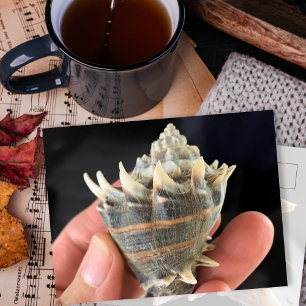Crown Conch Meeresschnecke Fotografie Postkarte