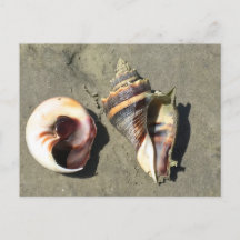 Crown Conch verschlägt in der Natur Postkarte