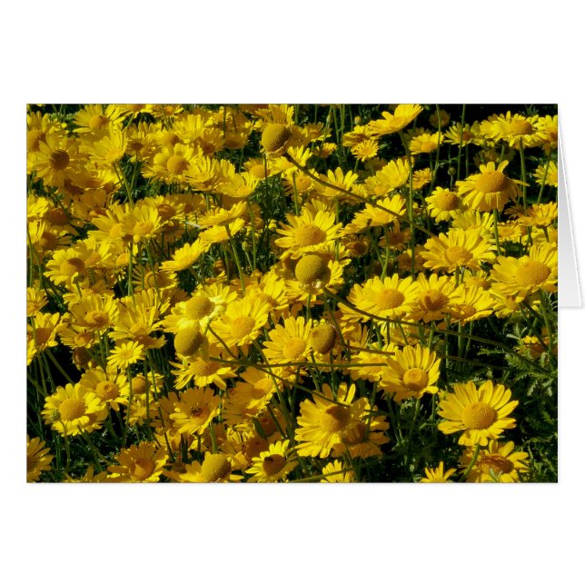 Crown Daisis / Chrysanthemum Coronarium (Vorderseite (Horizontal))