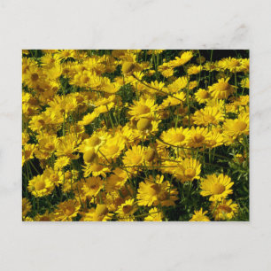 Crown Daisis / Chrysanthemum Coronarium Postkarte