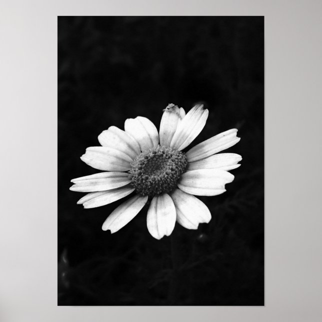 Crown Daisy Poster (Vorne)