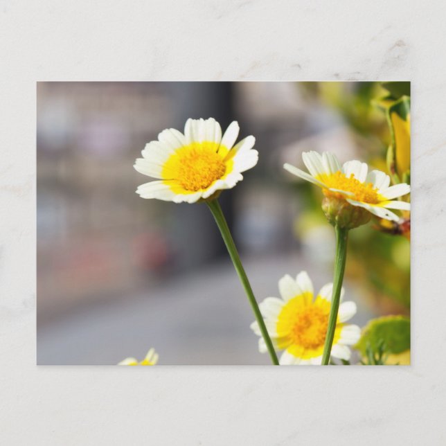 Crown Daisy Postkarte (Vorderseite)
