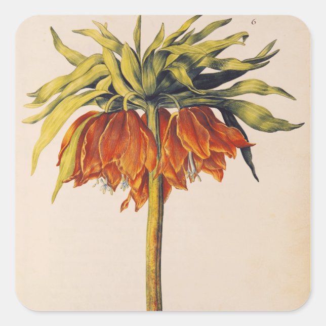 Crown Fritillary von "La Guirlande de de Julie" Quadratischer Aufkleber (Vorderseite)