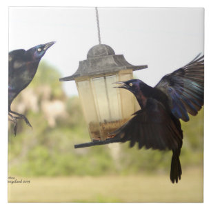 Crows Ravens Blackbirds Tile Fliese