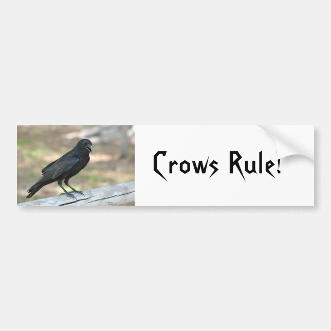 Crows Rule Autoaufkleber (Vorne)