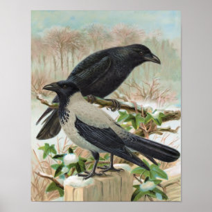 Crows Vintag Bird Illustration Poster