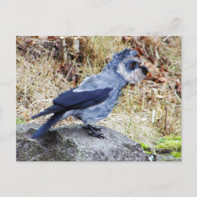 Crowschnauzer Postkarte (Vorderseite)
