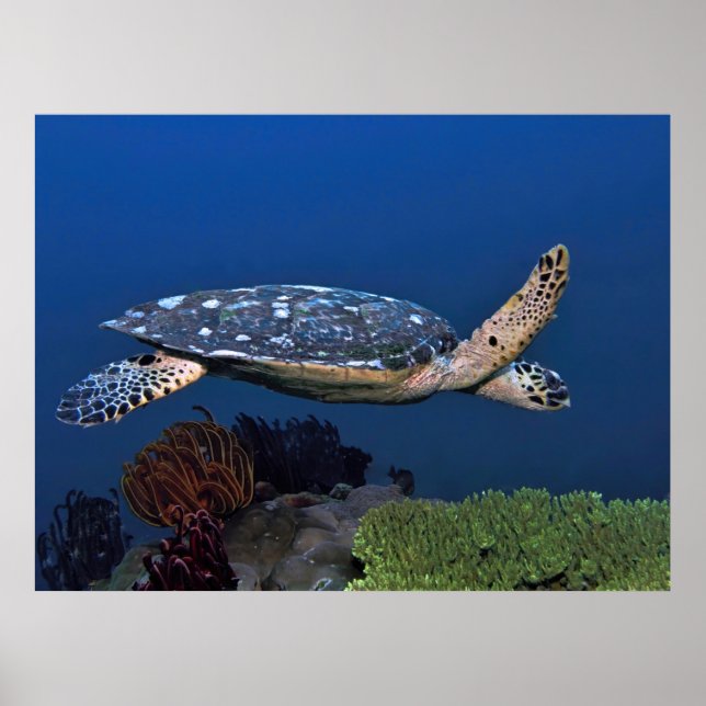 Cruising Hawksbill Poster (Vorne)