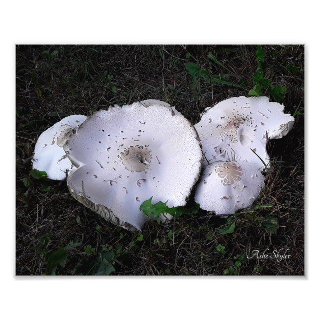 Crumpled Sauceres Fotodruck (Vorne)