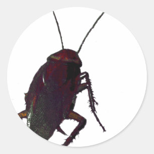 Crunchy Cockroach Runder Aufkleber