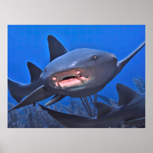 Crusing Nurse Shark Poster (Vorne)