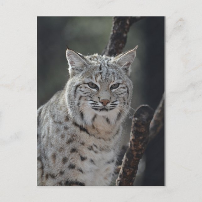 Crypta Bobcat Postkarte (Vorderseite)