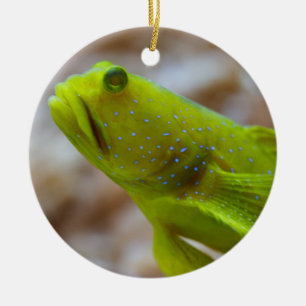 Cryptocentrus cinctus keramikornament