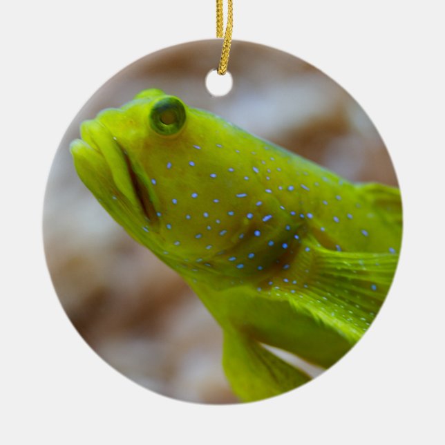 Cryptocentrus cinctus keramikornament (Vorne)