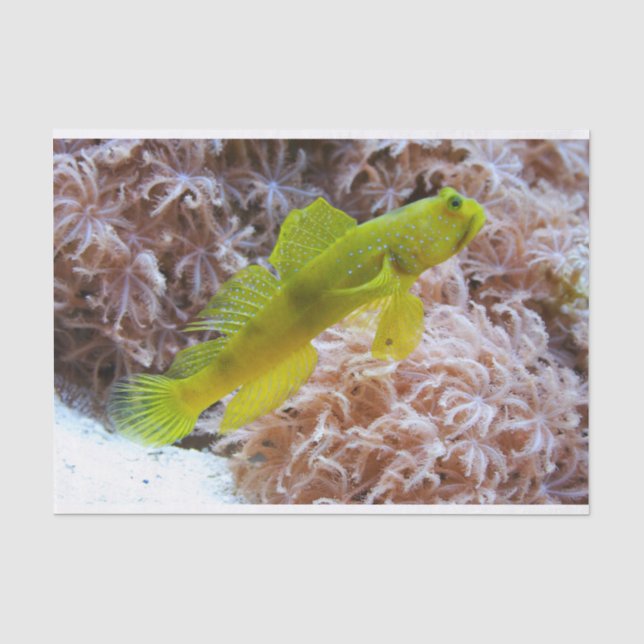 Cryptocentrus cinctus seidenpapier (Vorderseite)