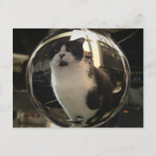 Crystal Cat Postkarte