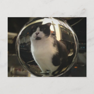 Crystal Cat Postkarte