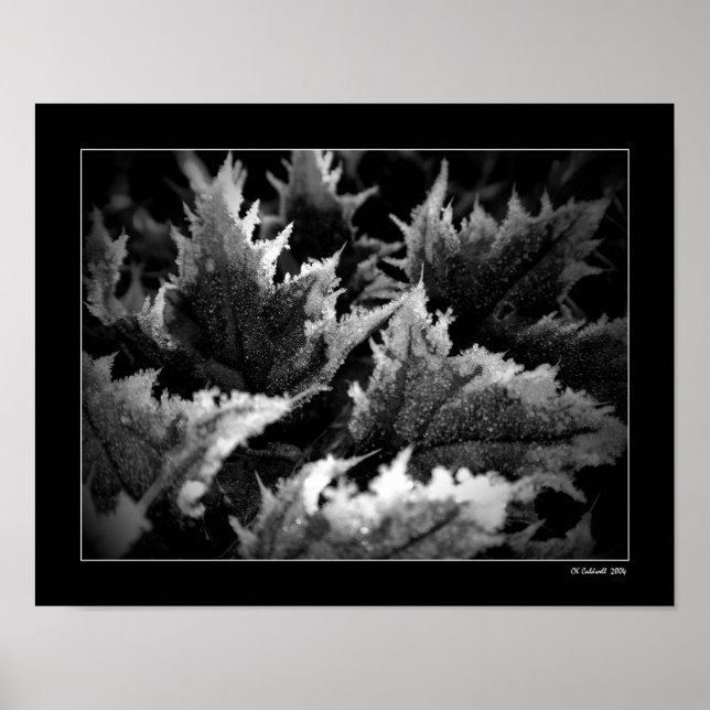 Crystal Morning Poster (Vorne)