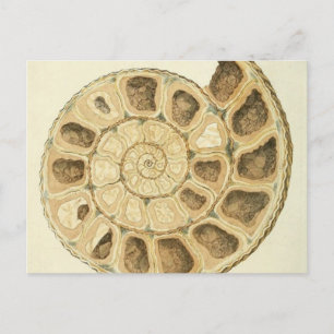 Crystalized Seashell Mineralogie Illustration Postkarte
