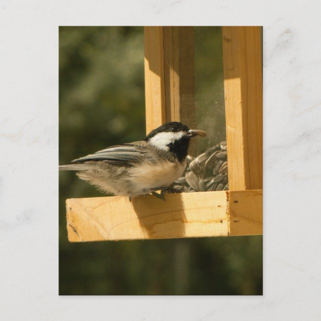CSNA Chickadee Snacktime Postkarte (Vorderseite)