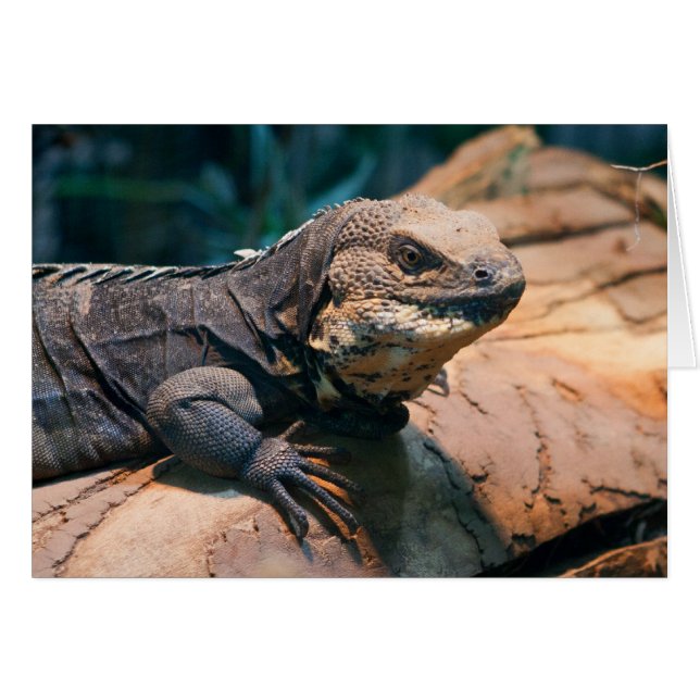 Ctenosaura melanosterna (Vorderseite (Horizontal))