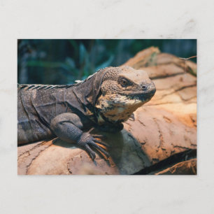 Ctenosaura melanosterna postkarte