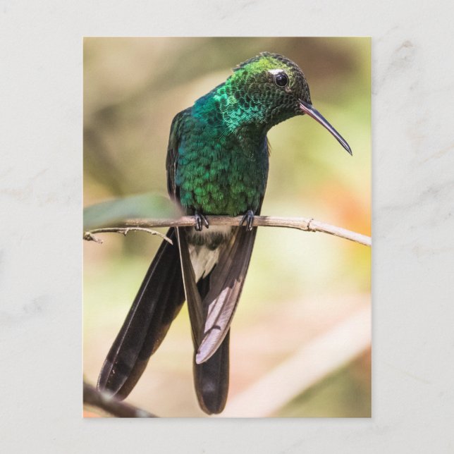 Cuban Emerald Hummingbird Postkarte (Vorderseite)