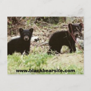 Cubs, www.blackbearsite.com postkarte