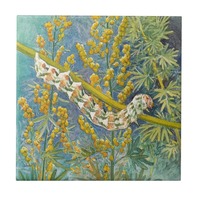 Cucullia Absinthii Wormwood Raupe Fliese (Vorderseite)