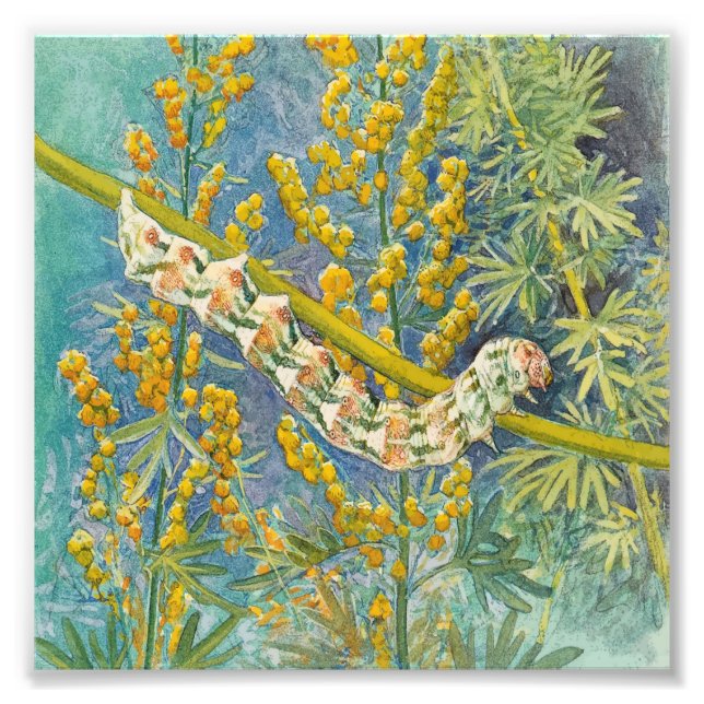 Cucullia Absinthii Wormwood Raupe Fotodruck (Vorne)