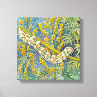 Cucullia Absinthii Wormwood Raupe