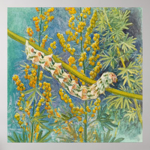 Cucullia Absinthii Wormwood Raupe Poster