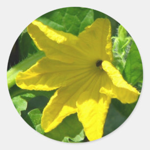Cucumber Bloom Runder Aufkleber