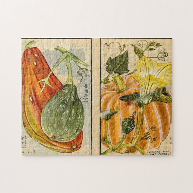Cucurbita pepo - Seikei Zusetsu Puzzle (Horizontal)