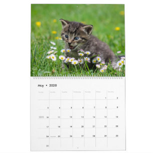 Cudded Niedlich Kitten Pet Kitty Cats Feline 2020 Kalender