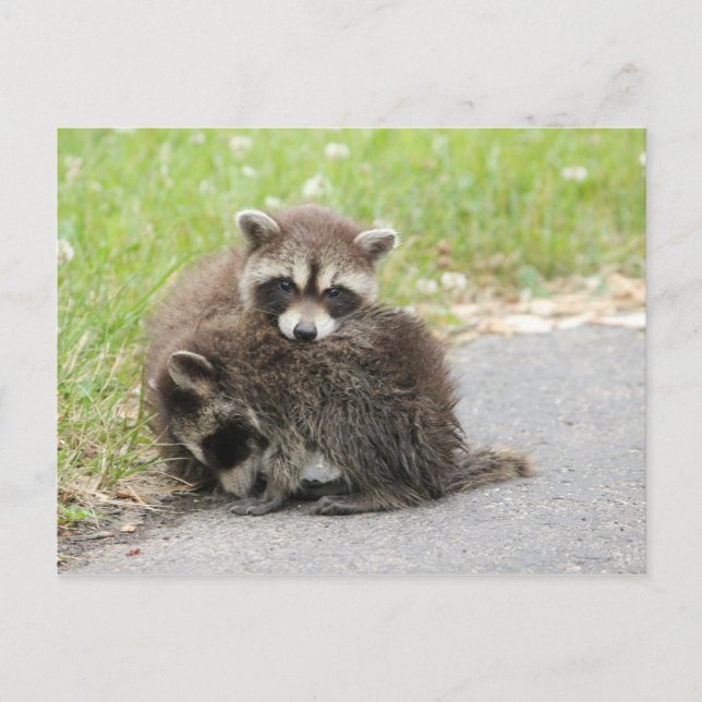 Cuddling Baby Raccoons Postkarte (Vorderseite)