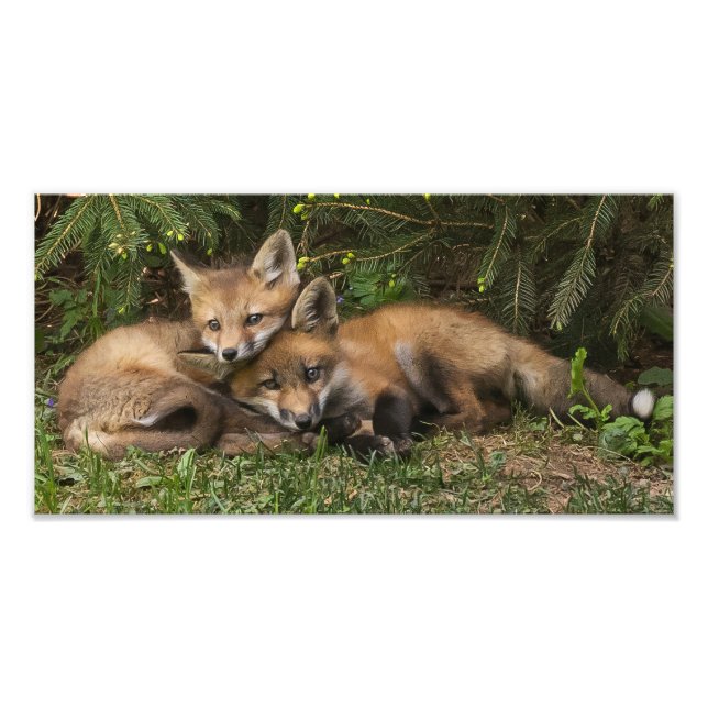 Cuddling Fox Kits Fotodruck (Vorne)