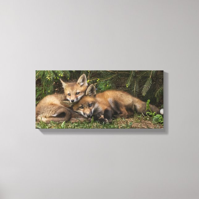Cuddling Fox Kits Leinwanddruck (Vorderseite)