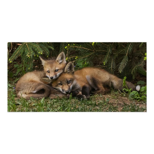 Cuddling Fox Kits Poster (Vorderseite)
