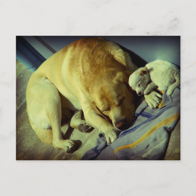 Cuddling Labrador und Welpe Postkarte (Vorderseite)