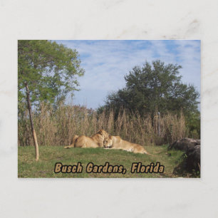 Cuddling Lions Postkarte