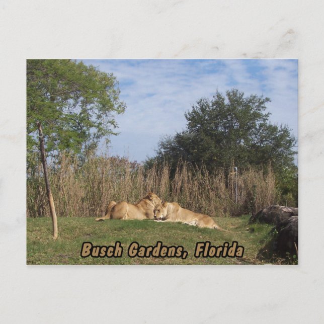 Cuddling Lions Postkarte (Vorderseite)
