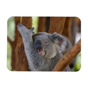 Cuddly Koala-Foto-Magnet Magnet