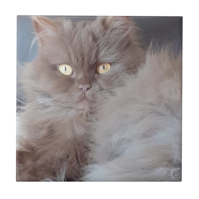 Cudly Cat Keramik Tile Fliese (Vorderseite)
