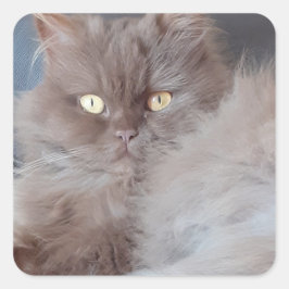 Cudly Cat Quadratischer Aufkleber