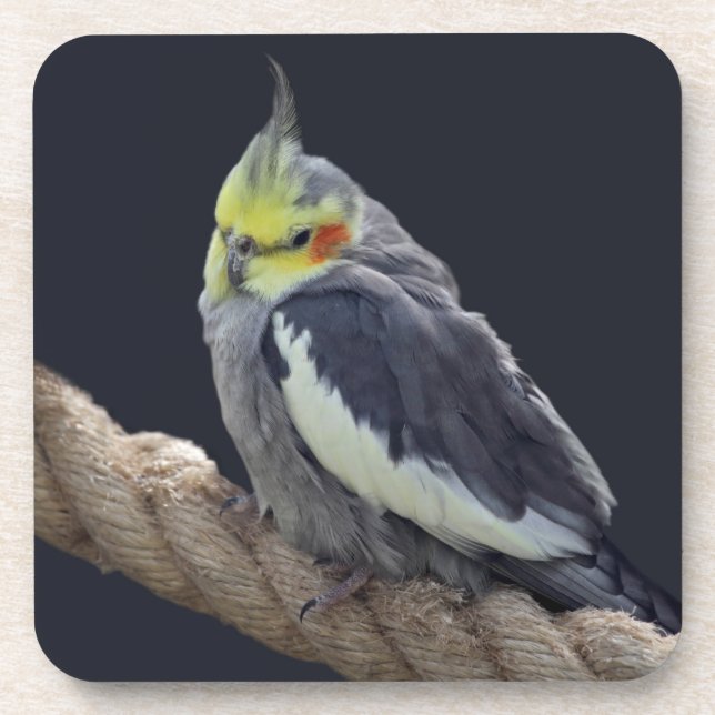 Cudly Cockatiel Untersetzer Set (Vorderseite)
